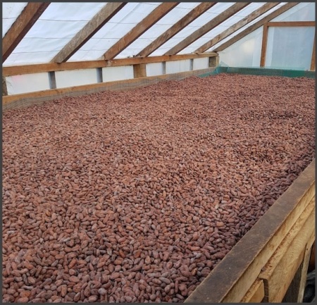 ROASTED COCOA BEANS - Solomon Island Guadalcanal - Img 4