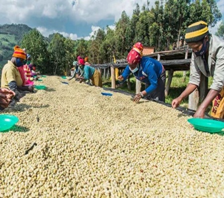 RWANDA Robusta Imbaraga - Img 2
