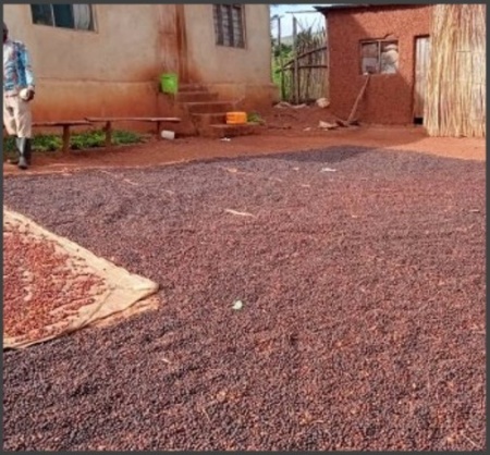 TANZANIA Robusta Bukoba - Img 2