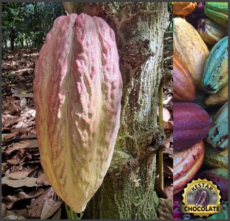 UNROASTED COCOA BEANS -VENEZUELA Puerto Cambello Patanemo - Img 4