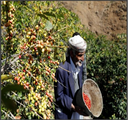 YEMEN Mocha Matari Grade A+ - Img 3