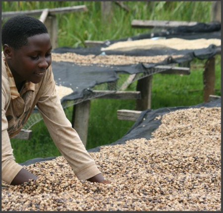 BURUNDI Kibingo Oro Washed Yeast - Img 3