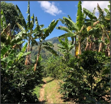 COLUMBIA Huila Finca Villa Betulia - MICROLOT - Img 3