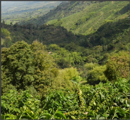 DECAF COLUMBIA Huila Sugarcane - Img 2