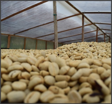 DECAF COLUMBIA Huila Sugarcane - Img 3