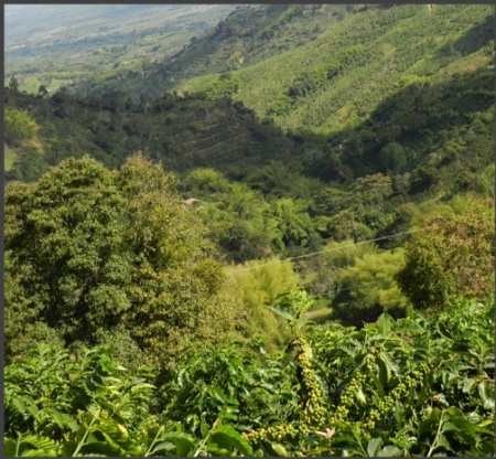 DECAF COLUMBIA Tumbaga Sugarcane - Img 3