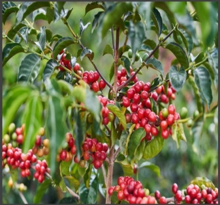 ECUADOR Finca San Pablo Anaerobic Washed - Img 3