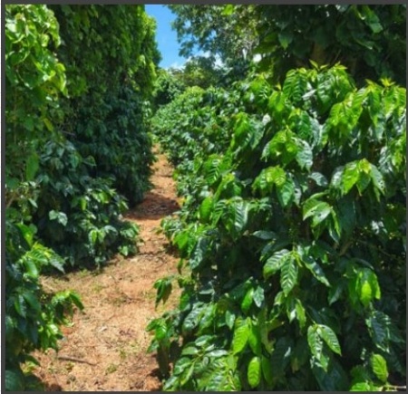 EL SALVADOR Finca Los Angeles - Img 2