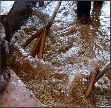 ETHIOPIA Guji Uraga RARO Anaerobic Natural Oro Yeast Gr 1 - Img 2