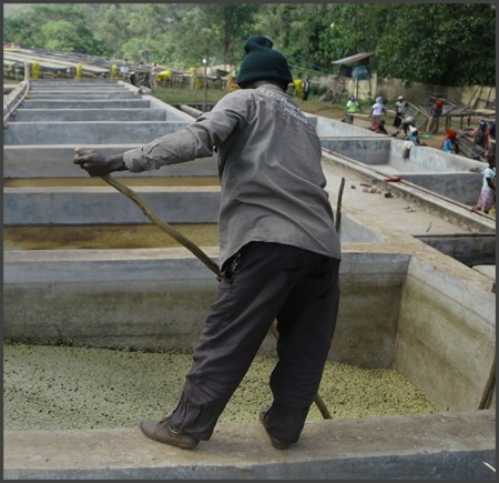ETHIOPIA Yirgacheffe Idido Washed - Img 4