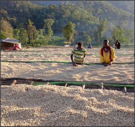 ETIOPIA Sidamo Adama Gr 2 - Img 3