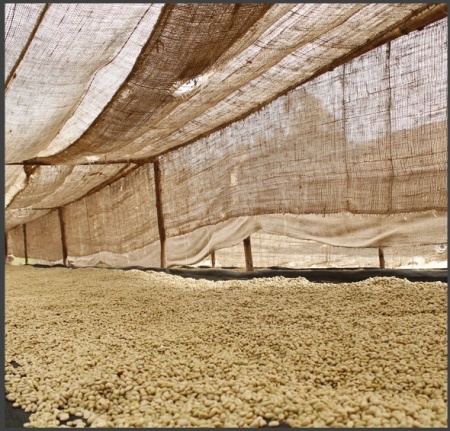ETIOPIA Sidamo Bombe