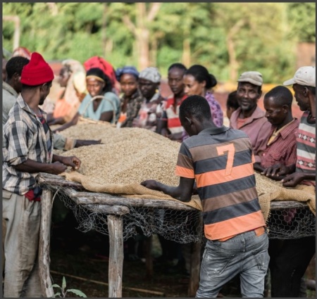 ETIOPIA Yirgacheffe Chelchele Gr. 1 - Img 3