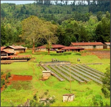 KENYA Nyeri Ichamama Natural - Img 2