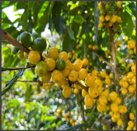 NICARAGUA Finca Agua Sarca Yellow Catuai - Img 4