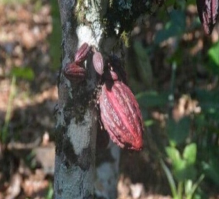 RAW COCOA BEANS - DOMINICAN REPUBLIC Hermanas Mirabal Tanama Los Robles - Img 3