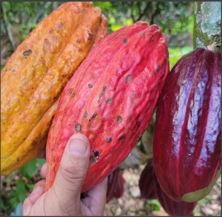 ROASTED COCOA BEANS-  PERU Marahua, San Martin - Img 5