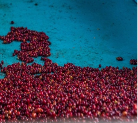 RWANDA Mushonyi Natural - Img 3