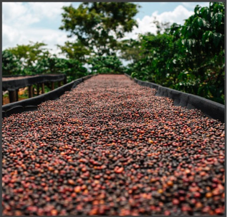 UGANDA Robusta Specialty - Img 2