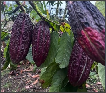 CACAO Boabe Crude -ECUADOR Finca La Mejor - Img 4