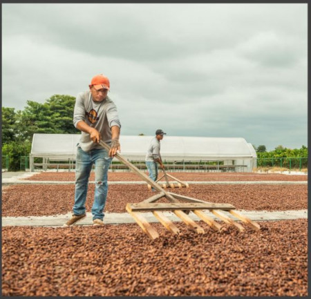 CACAO Boabe Crude - ECUADOR Hacienda Victoria - Img 6