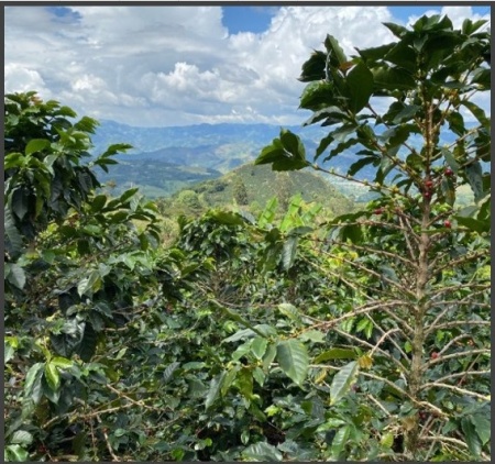 COLOMBIA Huila Finca Las Palmas Creamy Mango Co-fermented Washed - Img 3