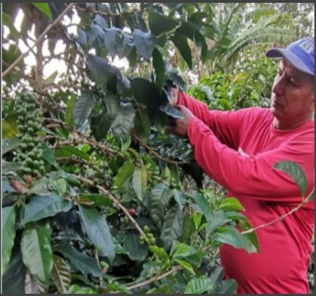 COLUMBIA Finca El Diamante Anaerobic Natural - Img 2