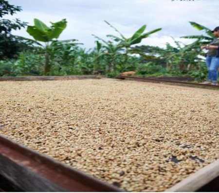COLUMBIA Huila Finca El Porvenir - Img 2