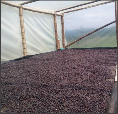 COLUMBIA Huila Finca Santa Barbara Geisha Semi-Washed - Img 5