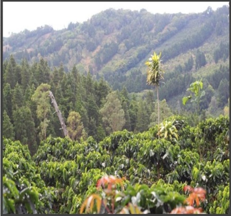 COSTA RICA Alajuela West Valley - Img 2