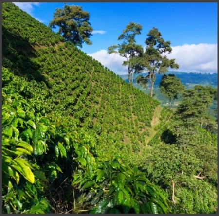 DECAF COLUMBIA CO2 - Img 2