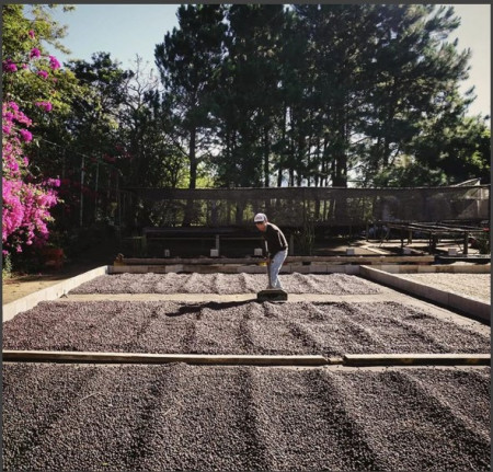 EL SALVADOR Finca El Cerro Pacas Natural Dry Fermentation - Img 2