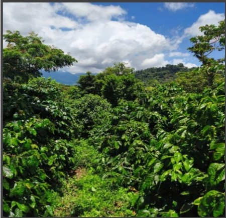 EL SALVADOR Finca Los Angeles - Img 3