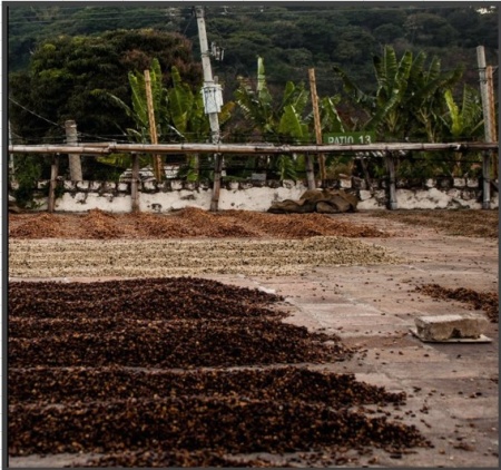 EL SALVADOR Finca Miramar Anaerobic Honey - Img 2