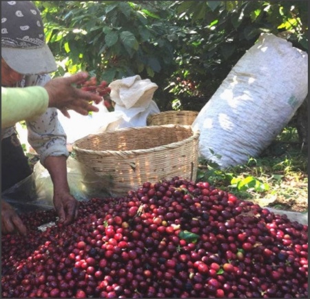 EL SALVADOR Finca San Francisco Anaerobic Natural 88.5 pc - Img 3