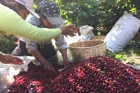 EL SALVADOR Finca San Francisco Anaerobic Natural 88.5 pc - Img 4