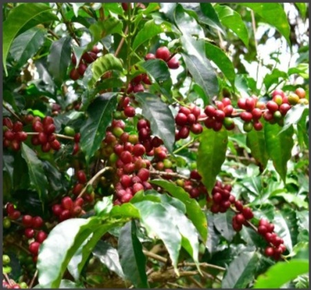 ETHIOPIA Guji Uraga Alemayehu - Img 3