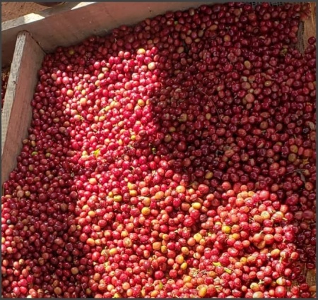 ETHIOPIA Guji Uraga Yabitu Tume Gr. 1 - Img 2