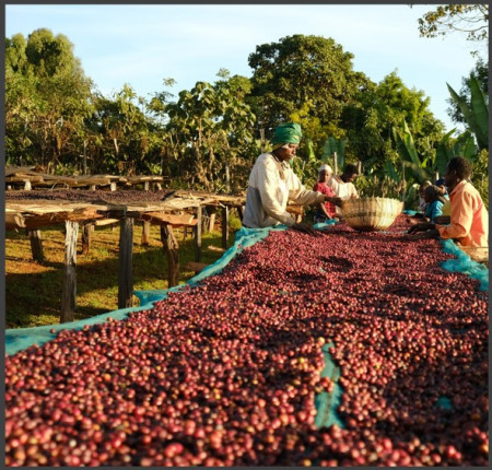 ETIOPIA Guji Uraga RARO Carbonic Maceration - Img 2