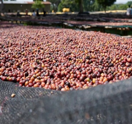 ETIOPIA Sidamo Shantawene Anaerobic Natural Teff - Cereal Ferment - Img 5