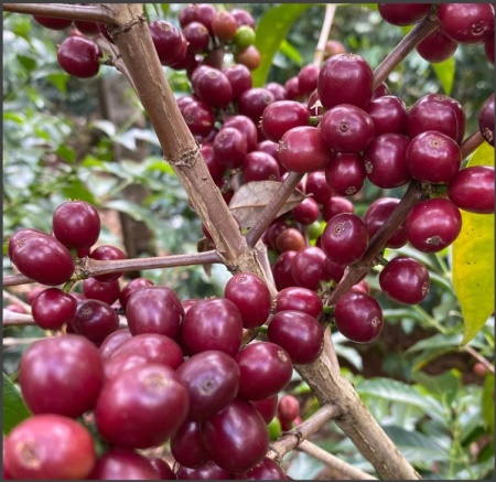 ETIOPIA Sidamo Shantawene Gr 1 Fermented Washed - Img 2