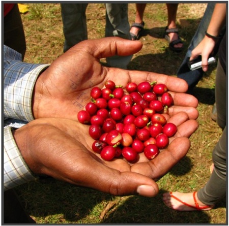 ETIOPIA Sidamo West Arsi Nensebo Refisa Washed - Img 5