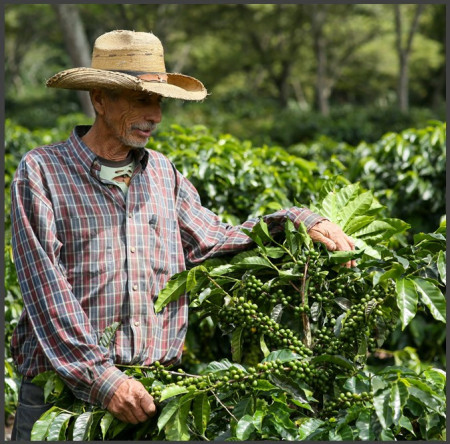GUATEMALA Jalapa Jumay - Img 3