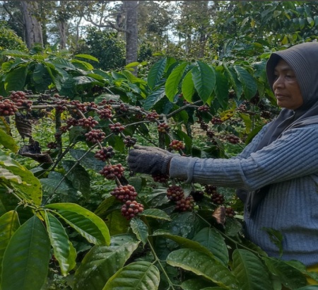 INDONESIA Java Sadayana Anaerobic Honey - Img 3