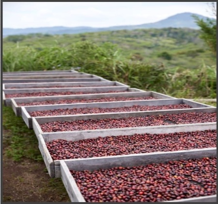 INDONEZIA Sumatra Asman Gayo - Img 4