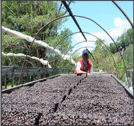 PANAMA Chiriquí Finca Auromar Natural - Img 4