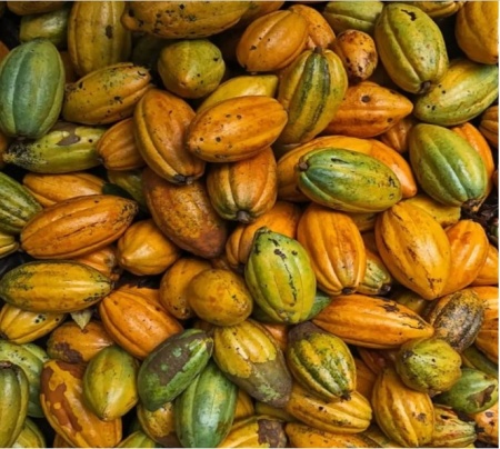 Raw Cocoa Beans-COLOMBIA Antioqua Finca Betulia B9 100% White Genetics - Img 3