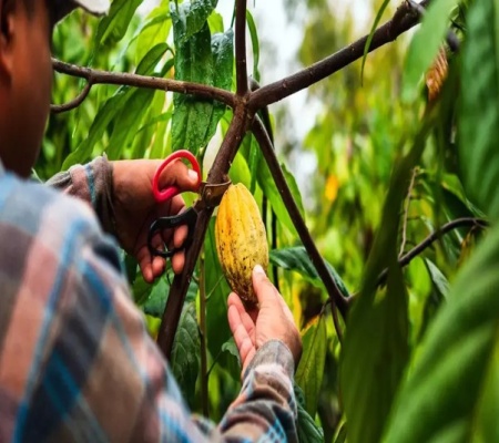 RAW COCOA BEANS - MEXIC Sierra Madre - Img 3