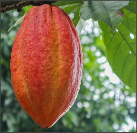 ROASTED COCOA BEANS - VENEZUELA Criollo Choroni - Microlot  - Img 2