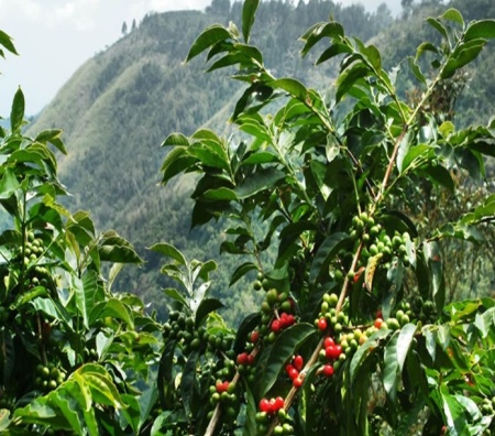 RWANDA Robusta Imbaraga - Img 2